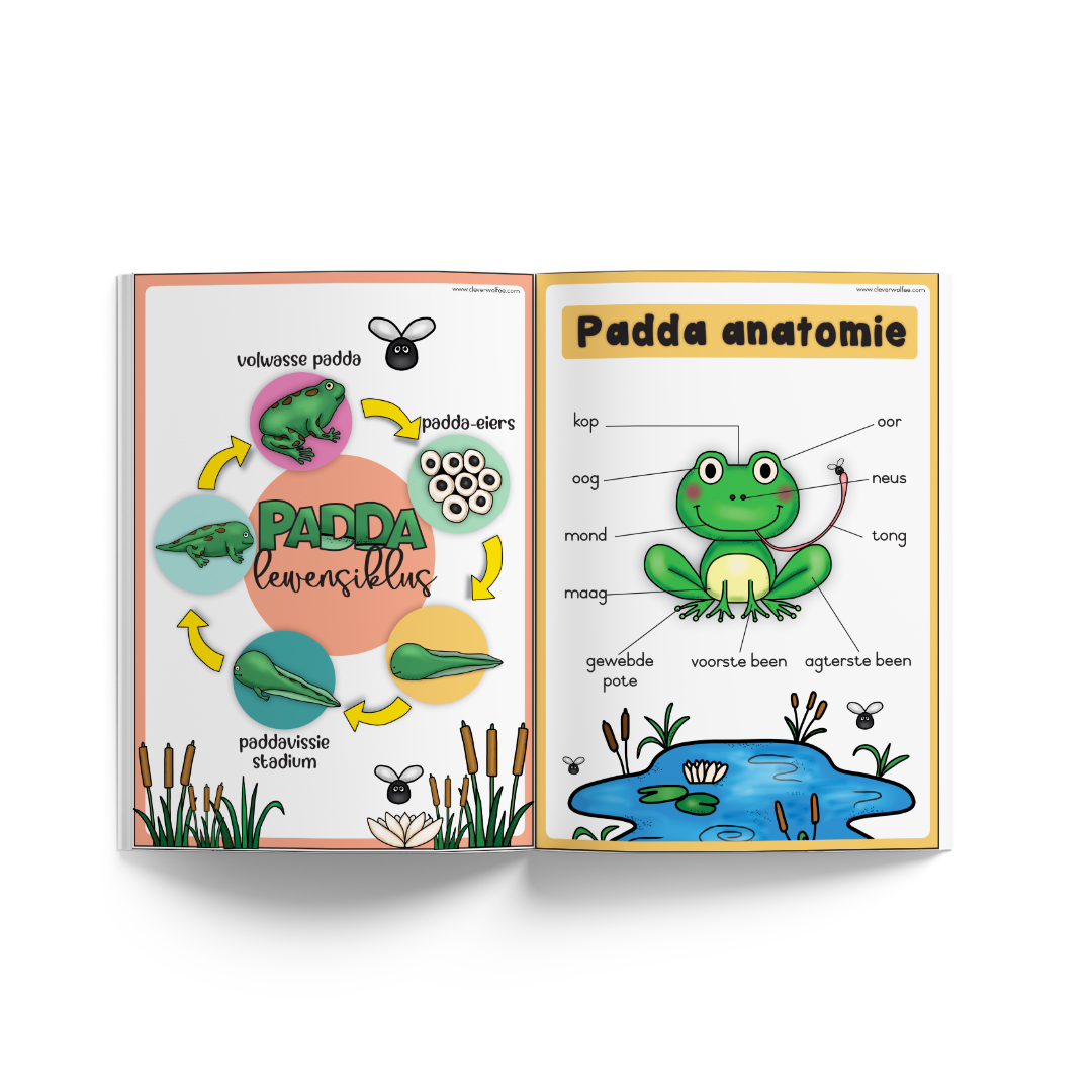 Tema boekie - Lewensiklus: Padda - Image 2
