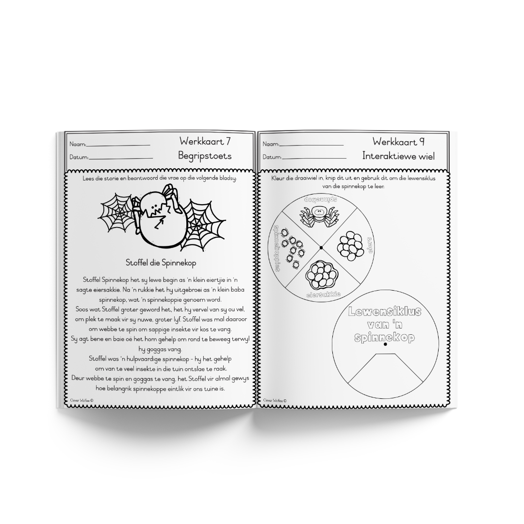 Tema Boekie - Lewensiklus: Spinnekop - Image 3