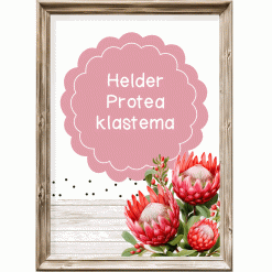 Klastema - Helder proteas