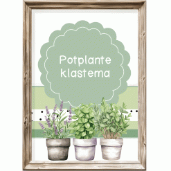 Klastema - potplante
