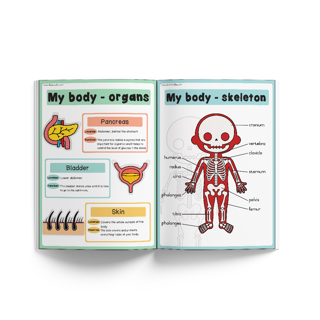 Themed book - My basic human anatomy book - Image 3
