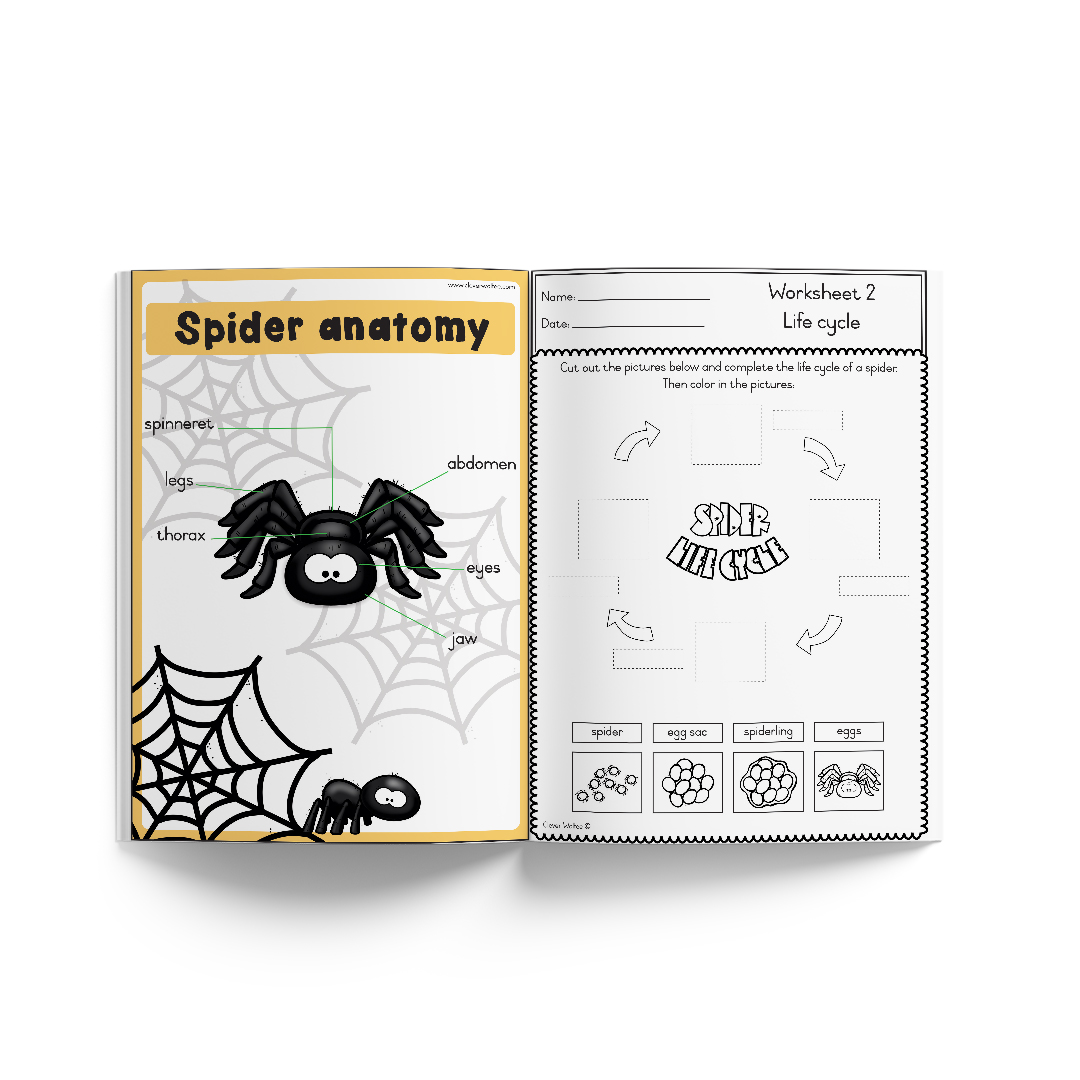 Themed book - Life Cycle: Spider - Image 2